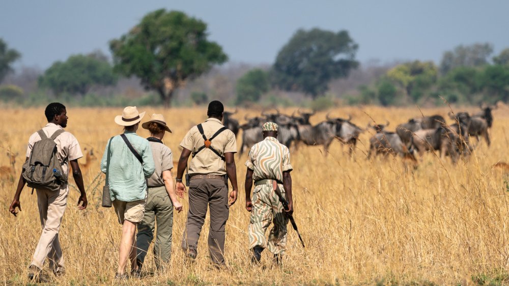 themobilewalkingsafarithemobilewalkingsafarirobinpopesafarisex